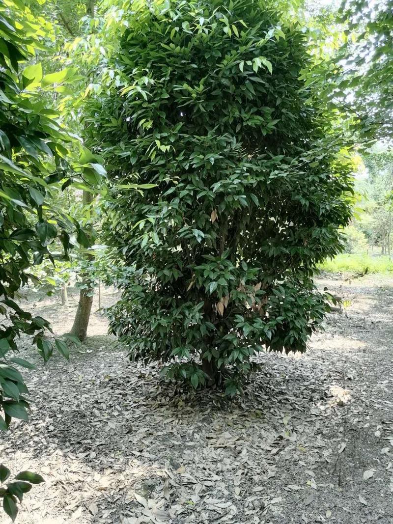 丛生天竺桂，高3-3.5米，冠幅2.5-3米，批量供应