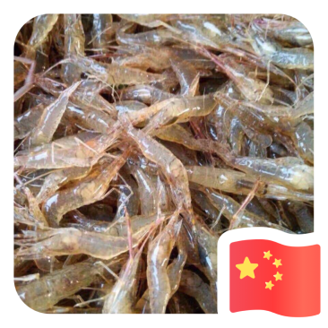 江苏省常州市溧阳市南渡镇太湖2号青虾苗种培育！