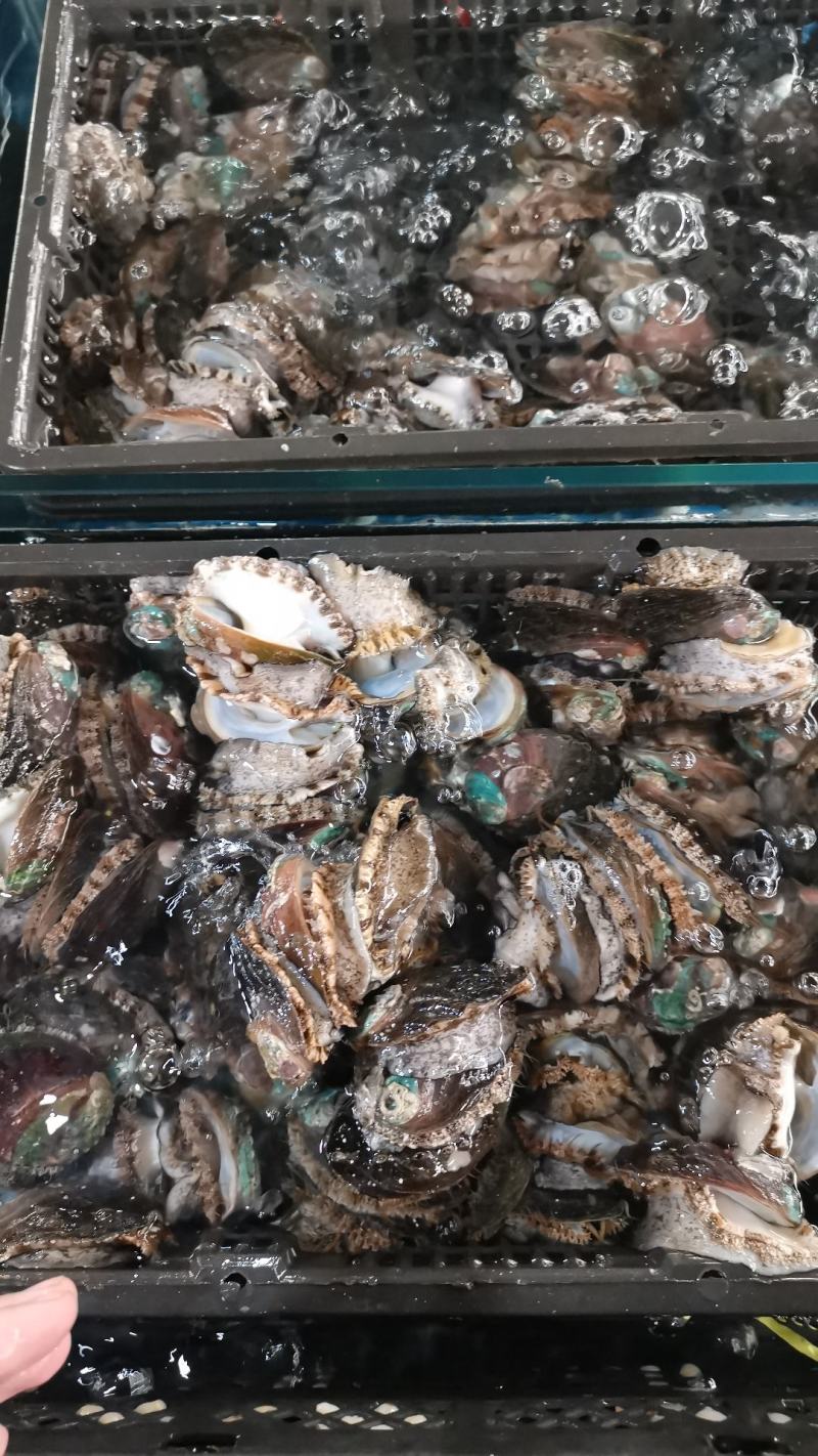 【热销】包邮鲍鱼鲜活鲍鱼营养丰富海鲜珍品