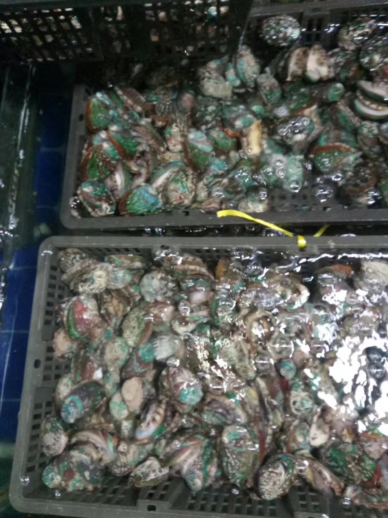 【热销】包邮鲍鱼鲜活鲍鱼营养丰富海鲜珍品