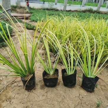 金叶石菖蒲绿化用苗基地直供欢迎选购大量
