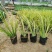 金叶石菖蒲绿化用苗基地直供欢迎选购大量