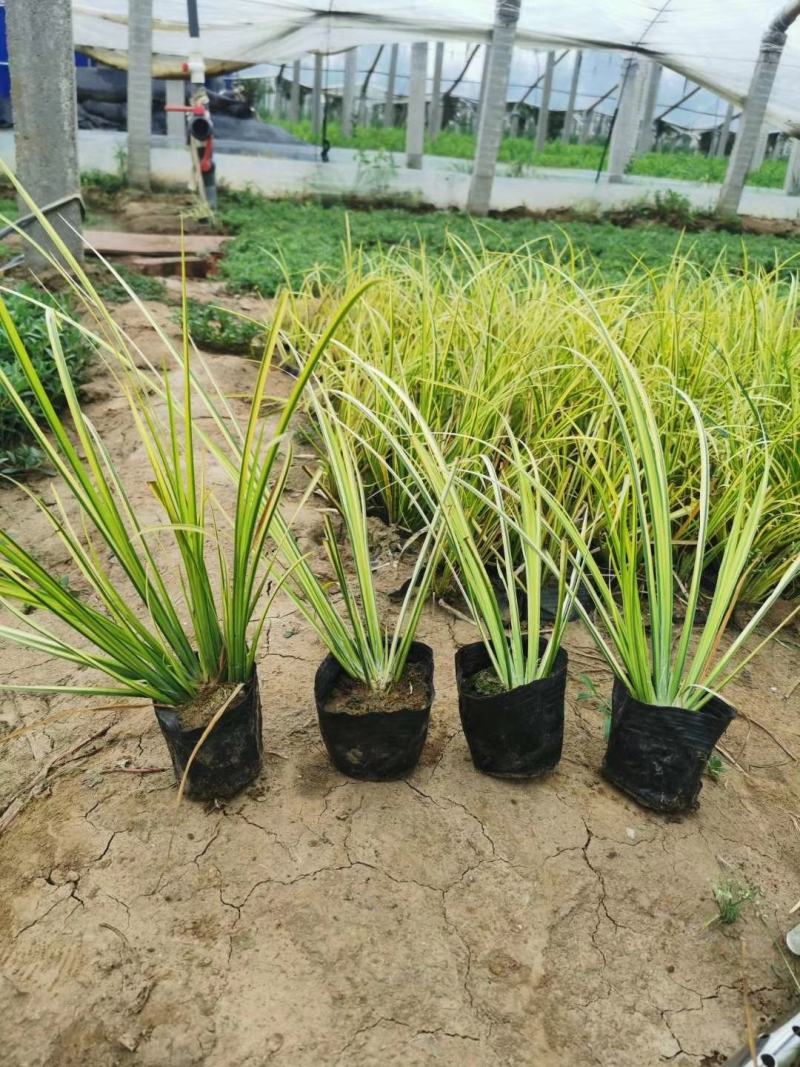 金叶石菖蒲绿化用苗基地直供欢迎选购大量