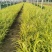 金叶石菖蒲绿化用苗基地直供欢迎选购大量