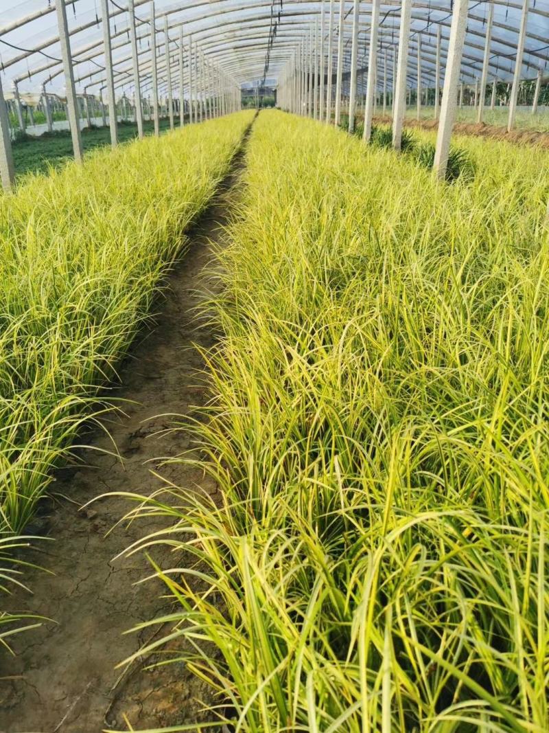金叶石菖蒲绿化用苗基地直供欢迎选购大量