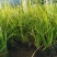 金叶石菖蒲绿化用苗基地直供欢迎选购大量