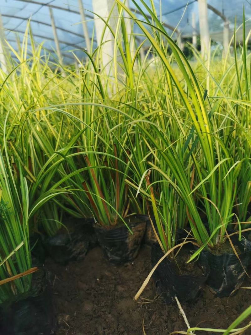 金叶石菖蒲绿化用苗基地直供欢迎选购大量