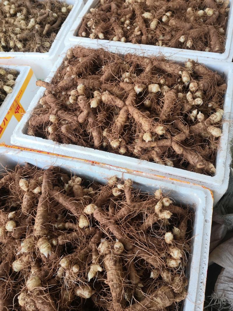 连州新鲜玉竹40斤起售