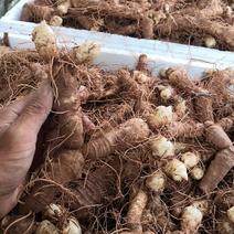 连州新鲜玉竹40斤起售