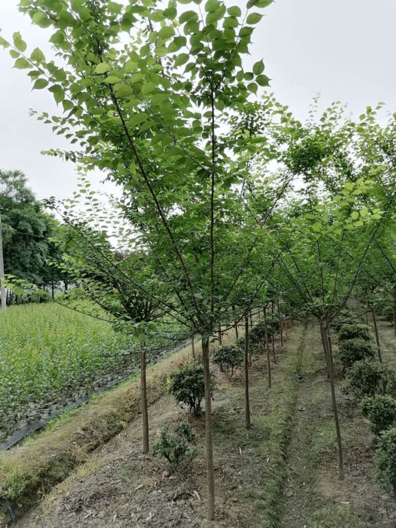 直杆梅花高分支300-400公分