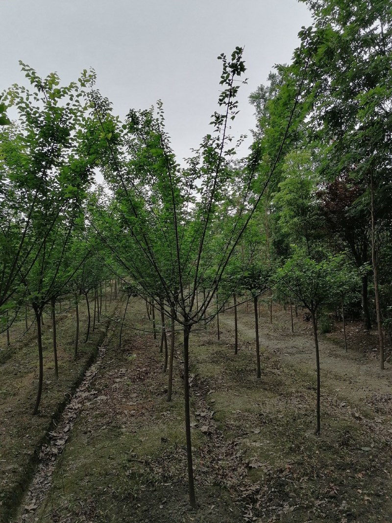 直杆梅花高分支300-400公分