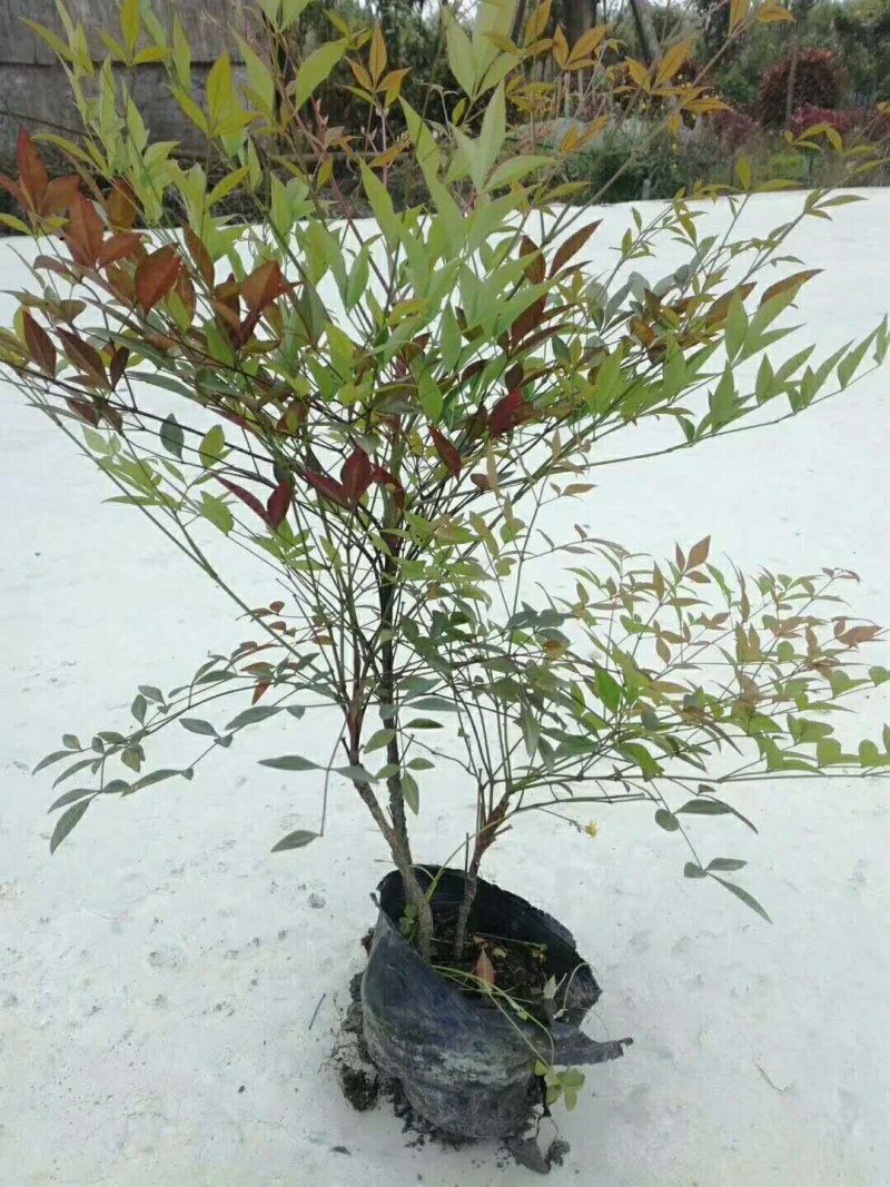 南天竹细叶南天竹杯苗地苗都有