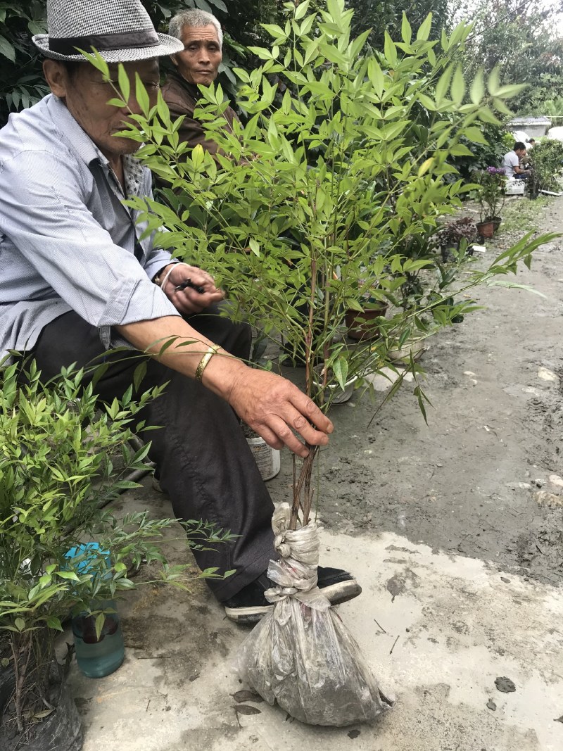 南天竹细叶南天竹杯苗地苗都有