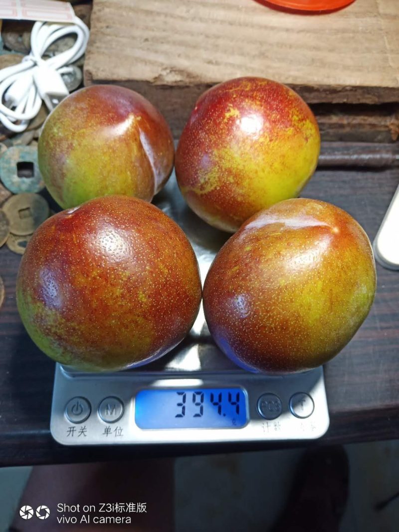 大红袍李子，奥美李王李子