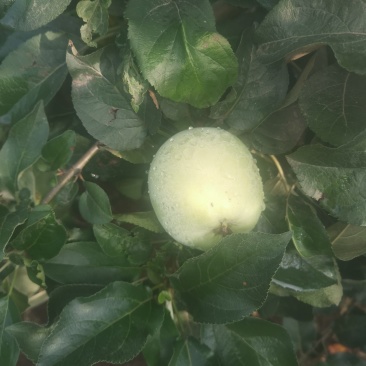 藤木苹果大量上市