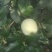 藤木苹果大量上市