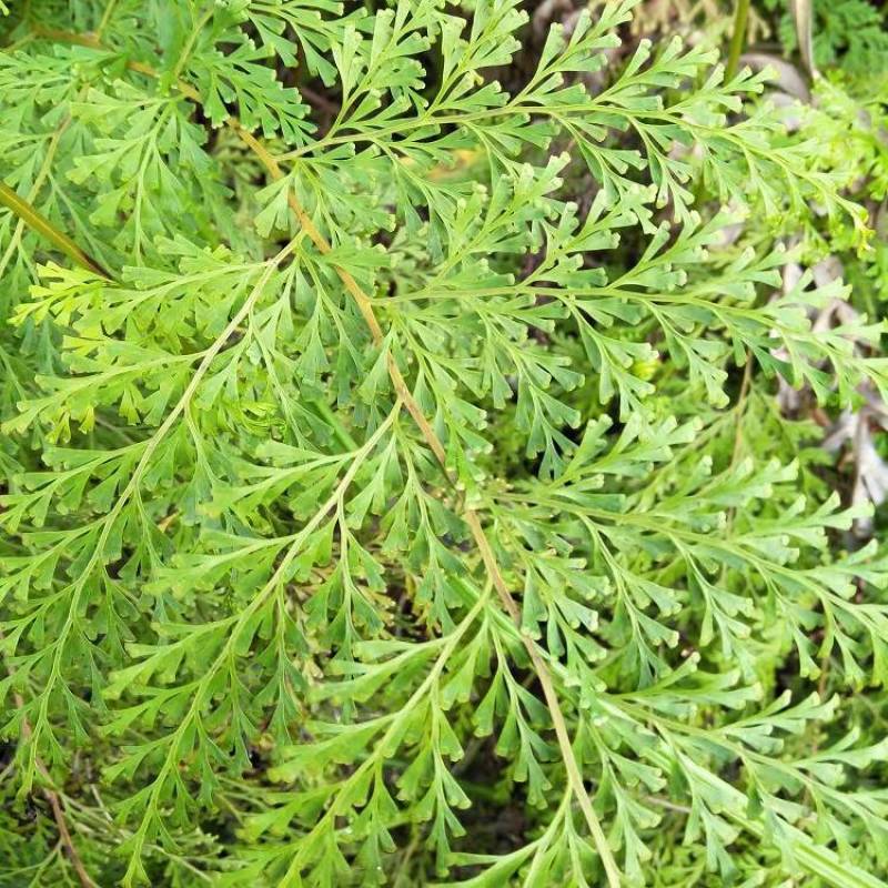 野生中小叶金花草，金粉厥乌蕨小叶片