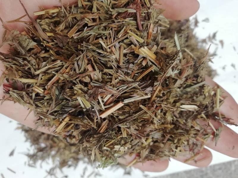 野生中小叶金花草，金粉厥乌蕨小叶片