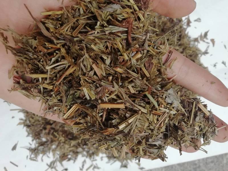 野生中小叶金花草，金粉厥乌蕨小叶片