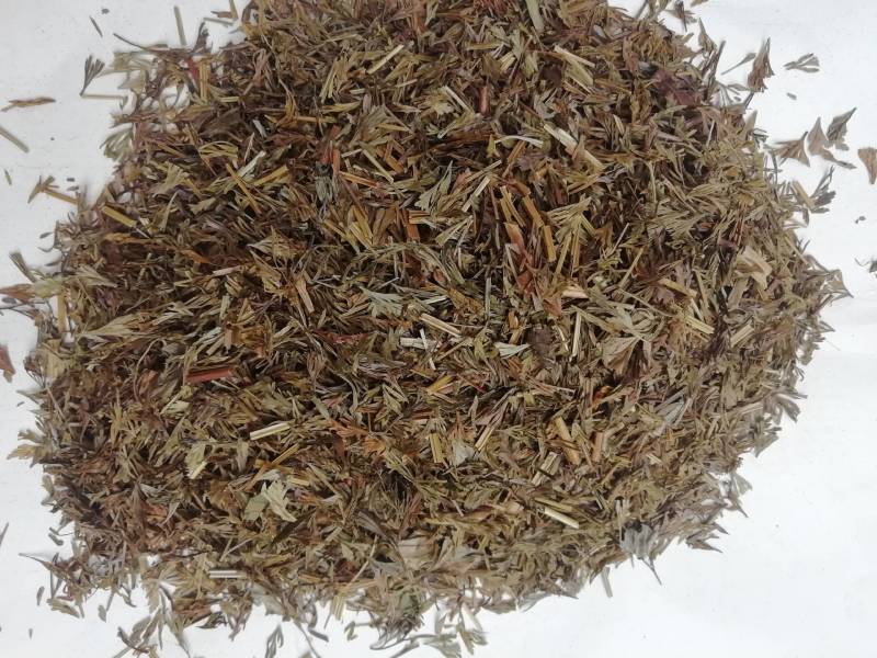 野生中小叶金花草，金粉厥乌蕨小叶片