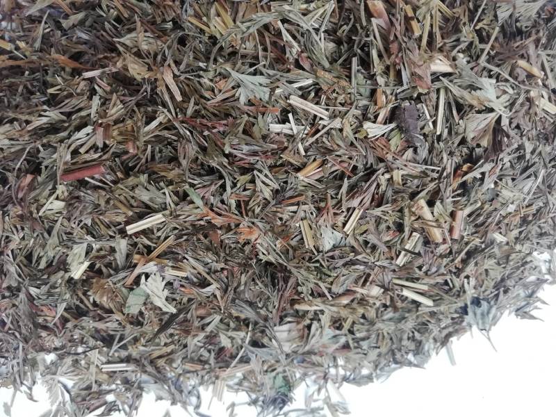 野生中小叶金花草，金粉厥乌蕨小叶片