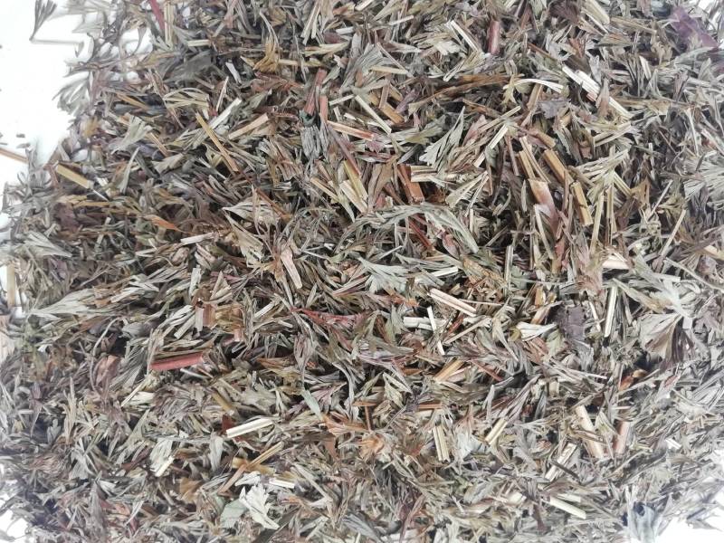 野生中小叶金花草，金粉厥乌蕨小叶片