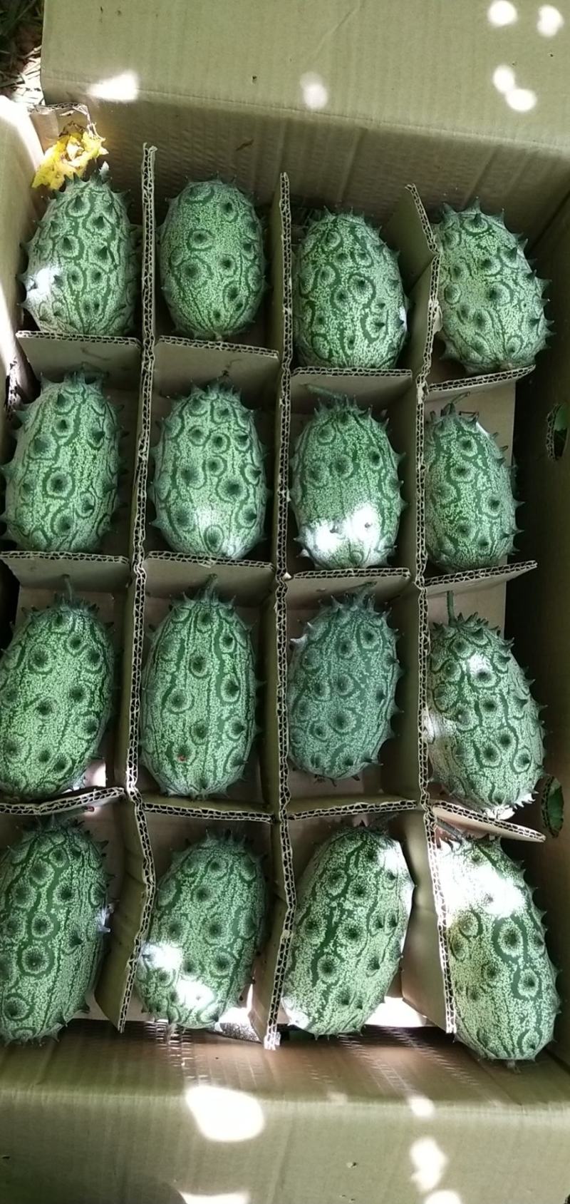 基地直批火参果精品大个品质优就选百利