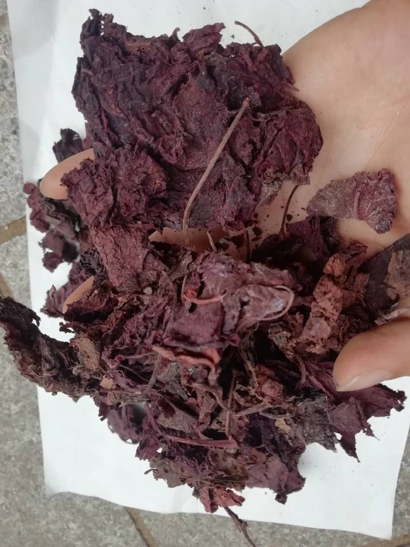 广西野生红天葵，紫背天葵