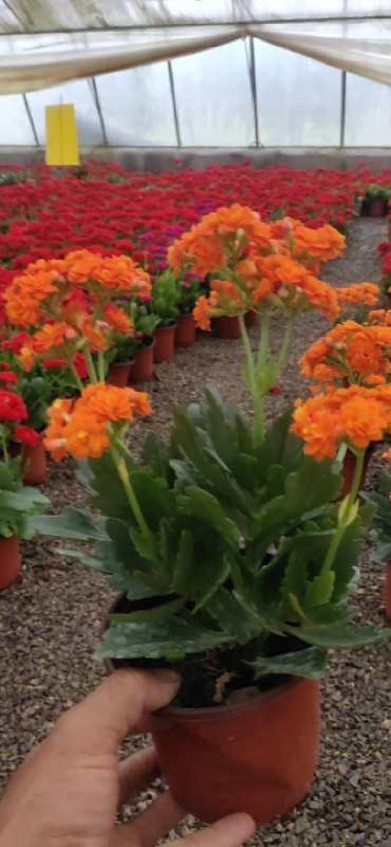 长寿花山东青州花卉基地，质优价廉长寿花