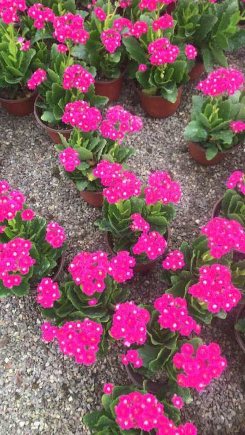 长寿花山东青州花卉基地，质优价廉长寿花
