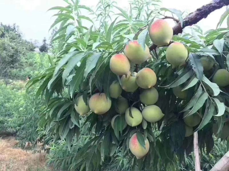 正宗连平鹰嘴桃，脆爽甜汁多，果园直发货包邮