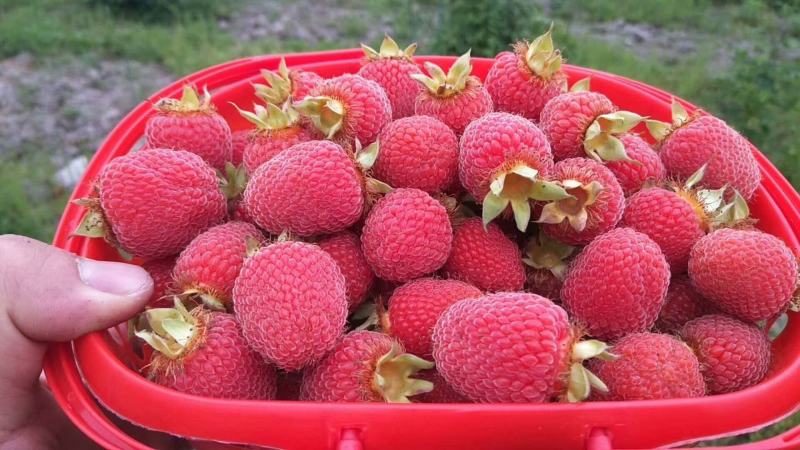 改良大果覆盆子苗木批发苗圃基地直销批发优质苗木