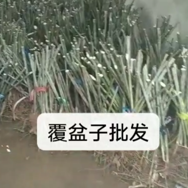改良大果覆盆子苗木批发苗圃基地直销批发优质苗木