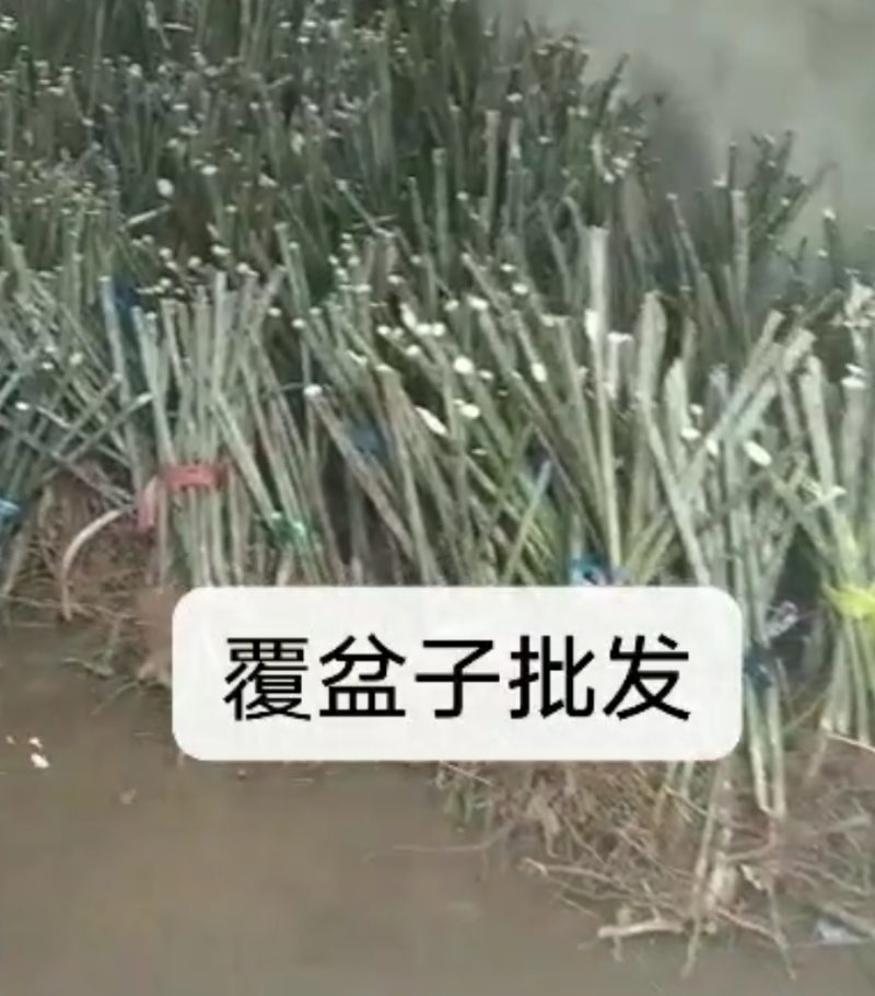 改良大果覆盆子苗木批发苗圃基地直销批发优质苗木