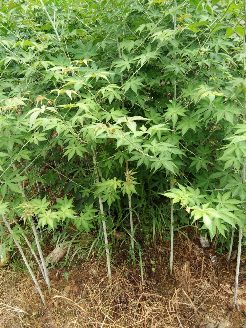 改良大果覆盆子苗木批发苗圃基地直销批发优质苗木