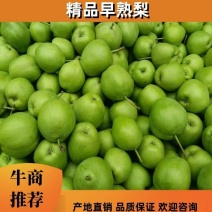 精品，早熟梨，各种规格，脆甜可口，承揽快递，社团拱货，