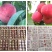 水蜜桃