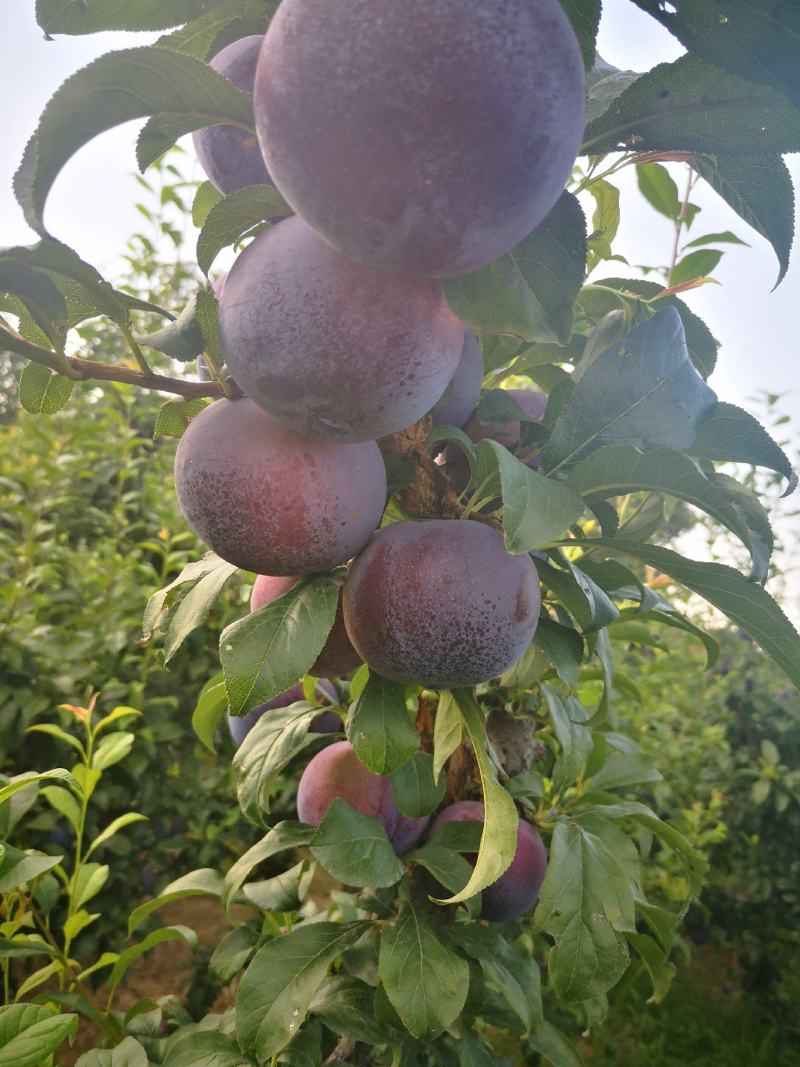 精品黑李子批发，巨力王李子产地批发，陕西李子产地行情