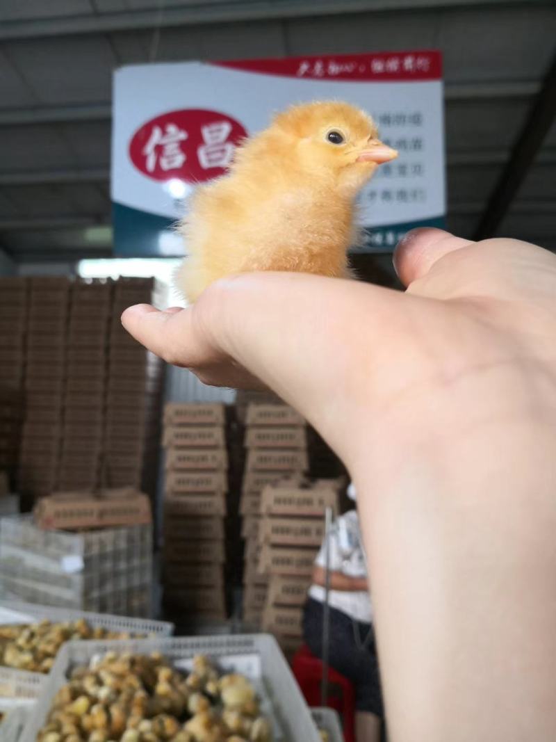 青脚土鸡苗大红公鸡苗红毛土鸡苗