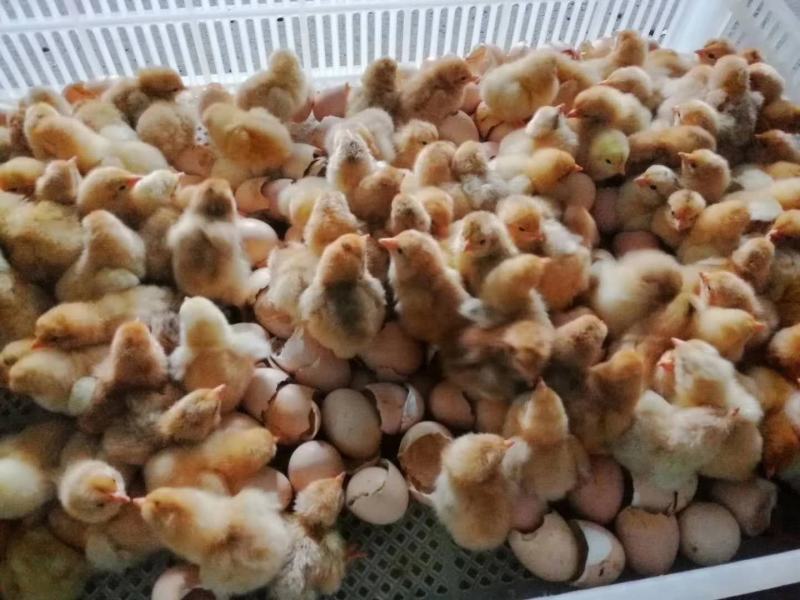 青脚土鸡苗大红公鸡苗红毛土鸡苗