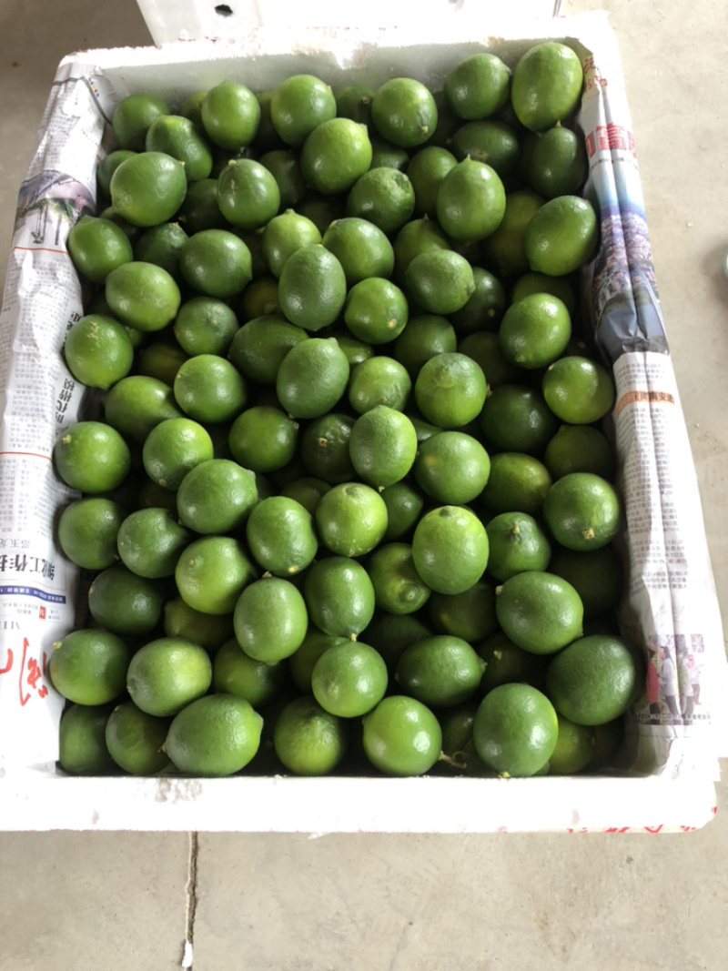 无籽青柠檬（台湾，越南品种）支持代办，电商一件代发
