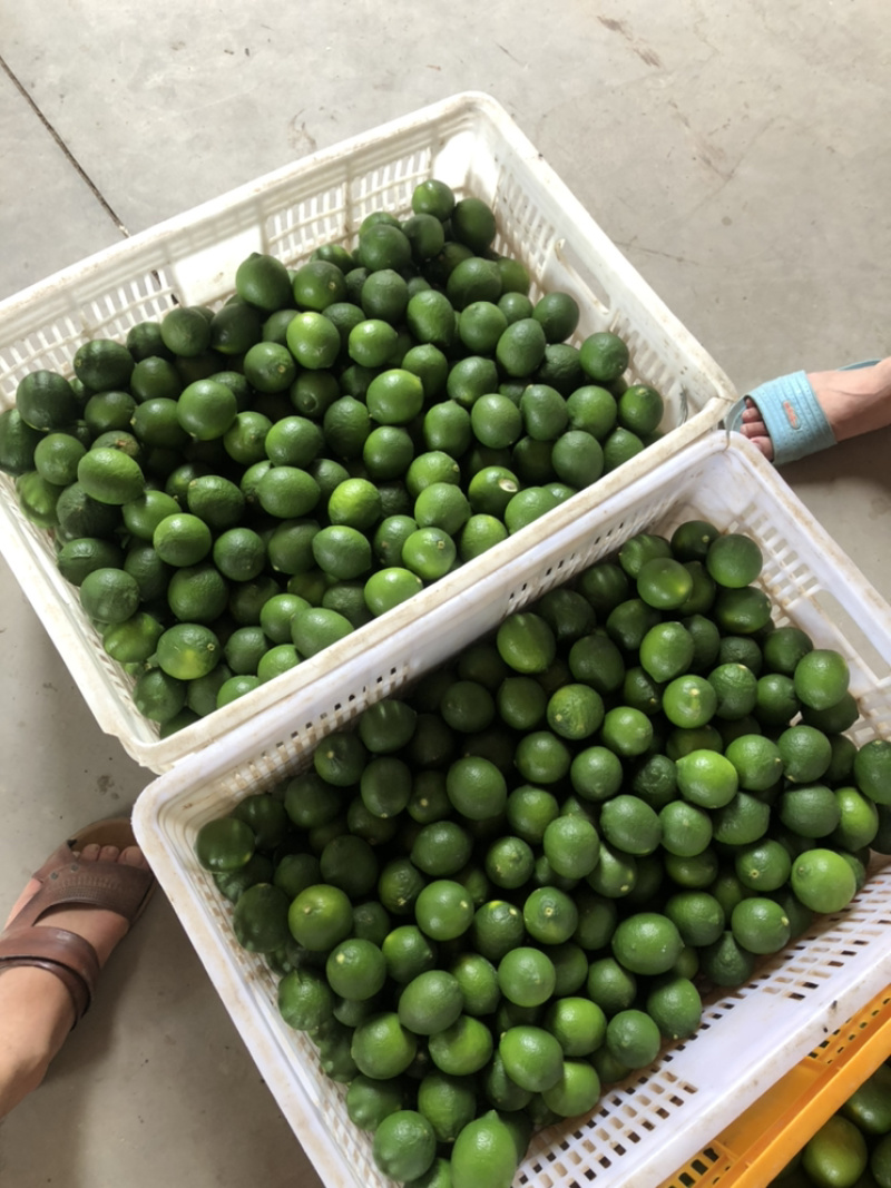 无籽青柠檬（台湾，越南品种）支持代办，电商一件代发