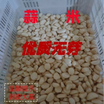 优质无芽保鲜蒜米双重筛选基地直供可视频看货选货