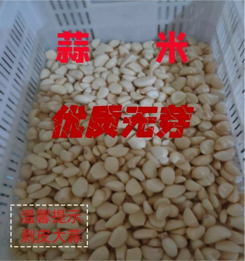 优质无芽保鲜蒜米双重筛选基地直供可视频看货选货