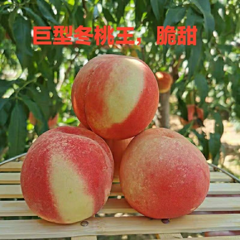冬桃苗晚熟品种，脆甜可口，价格贵，包品种免费后期指导