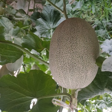 晓蜜25精品章丘产区