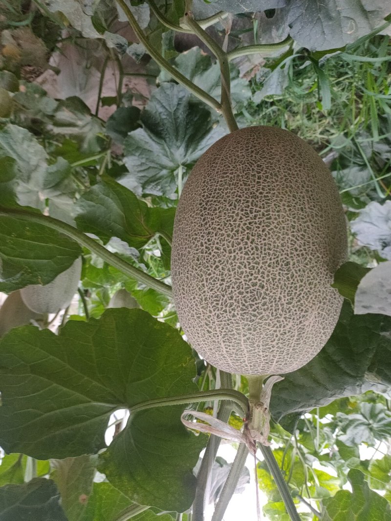 晓蜜25精品章丘产区