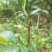 新货明前嫩芽龙井茶叶、新鲜春茶、高山鲜茶叶、龙井绿茶红茶