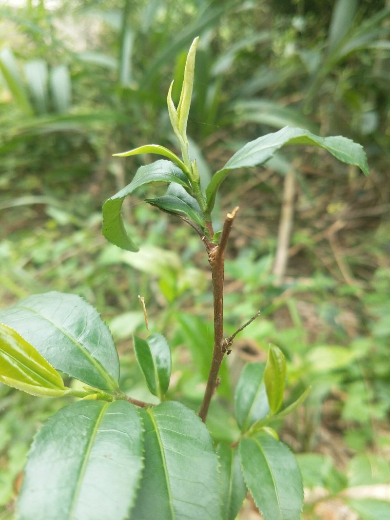 新货明前嫩芽龙井茶叶、新鲜春茶、高山鲜茶叶、龙井绿茶红茶
