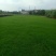 草块状草皮，百慕大草坪，草卷/草块，基地直销，质量保证